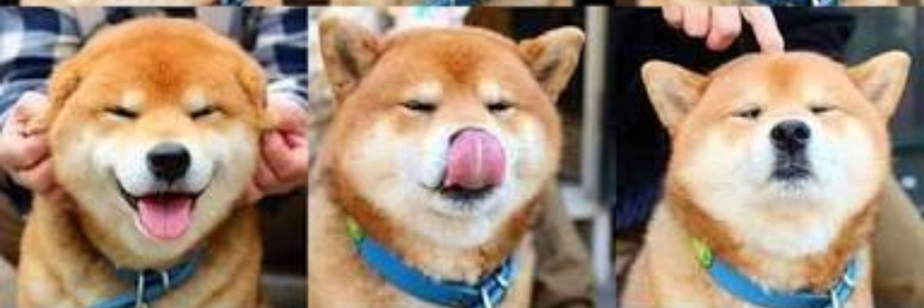 Choupi