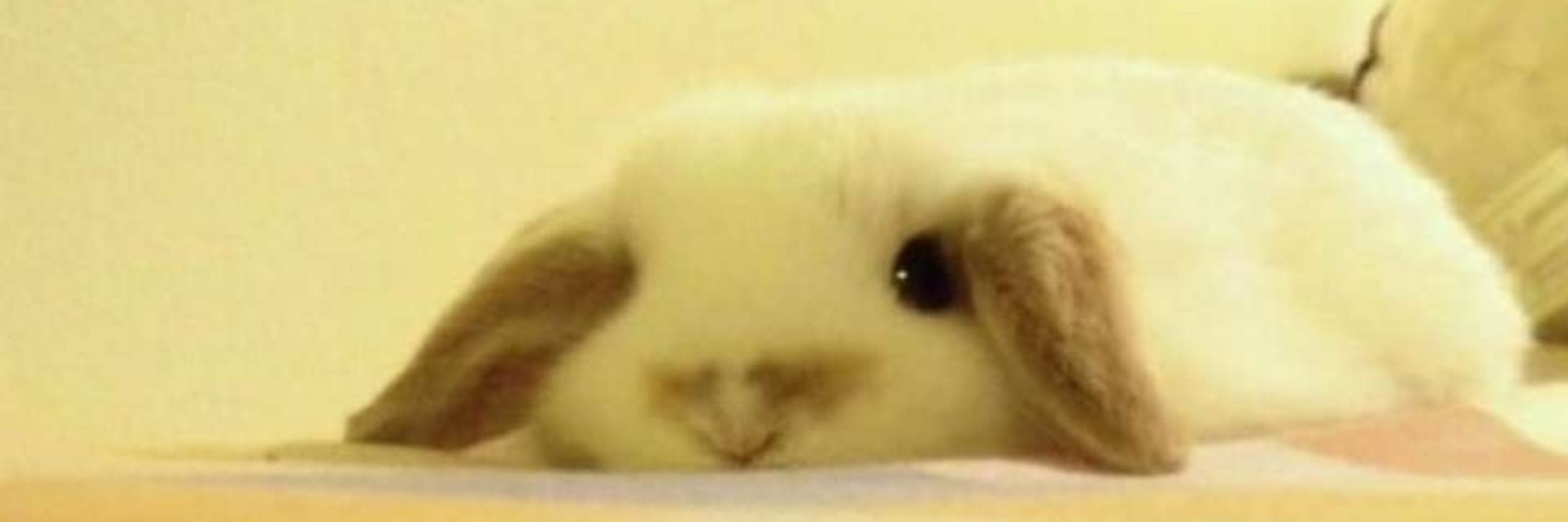 lettuce