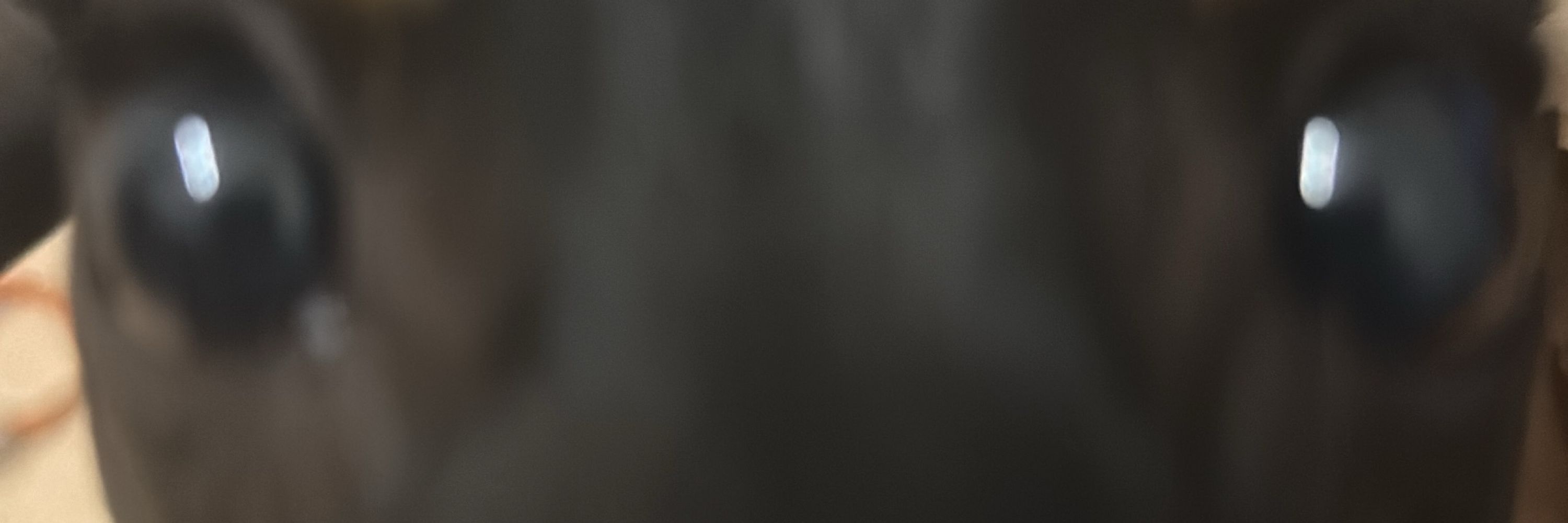 Felippe Negrão