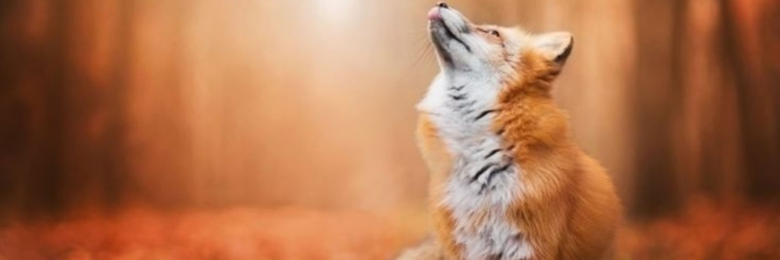 Danny Foxy