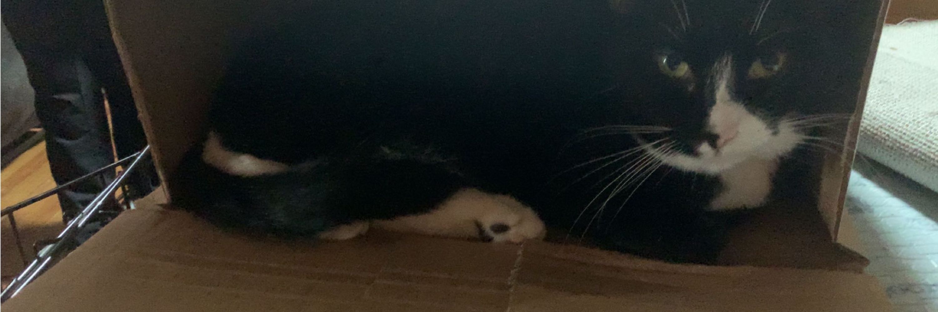 Aoki