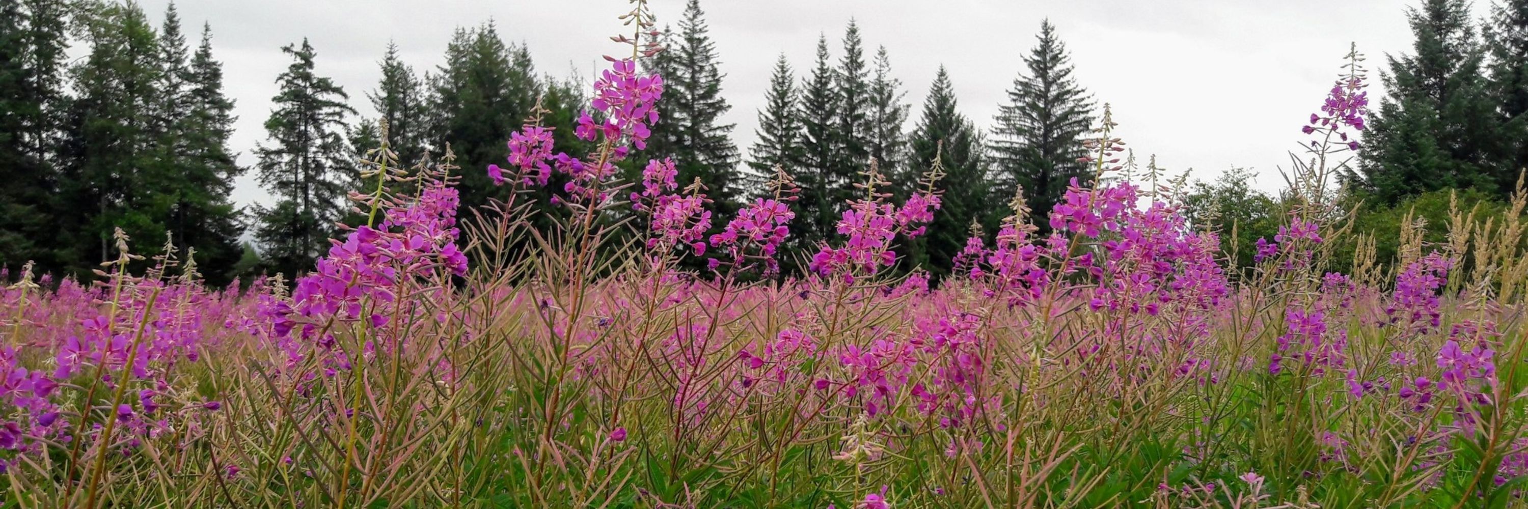 Rosebay Fireweed
