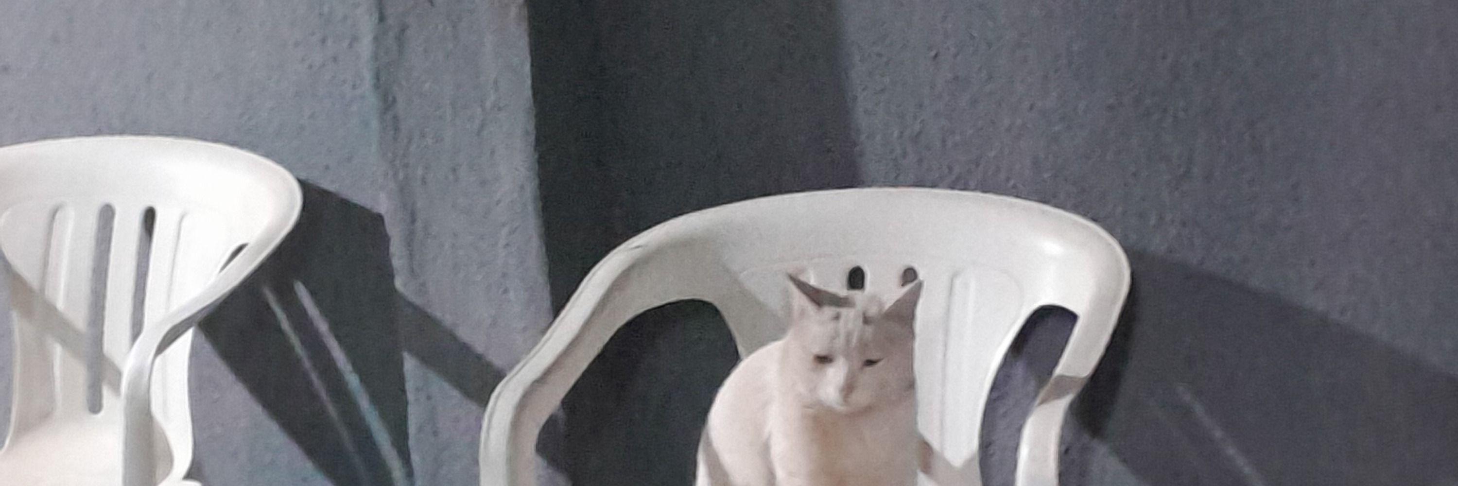 ju