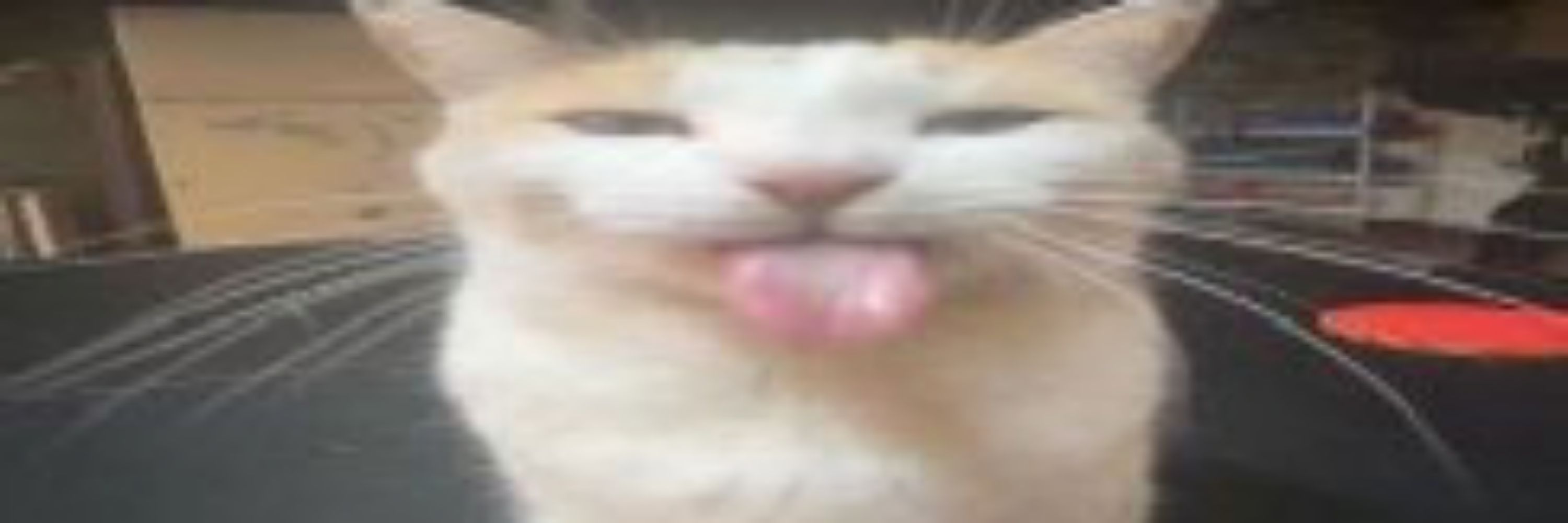 LemonSlice