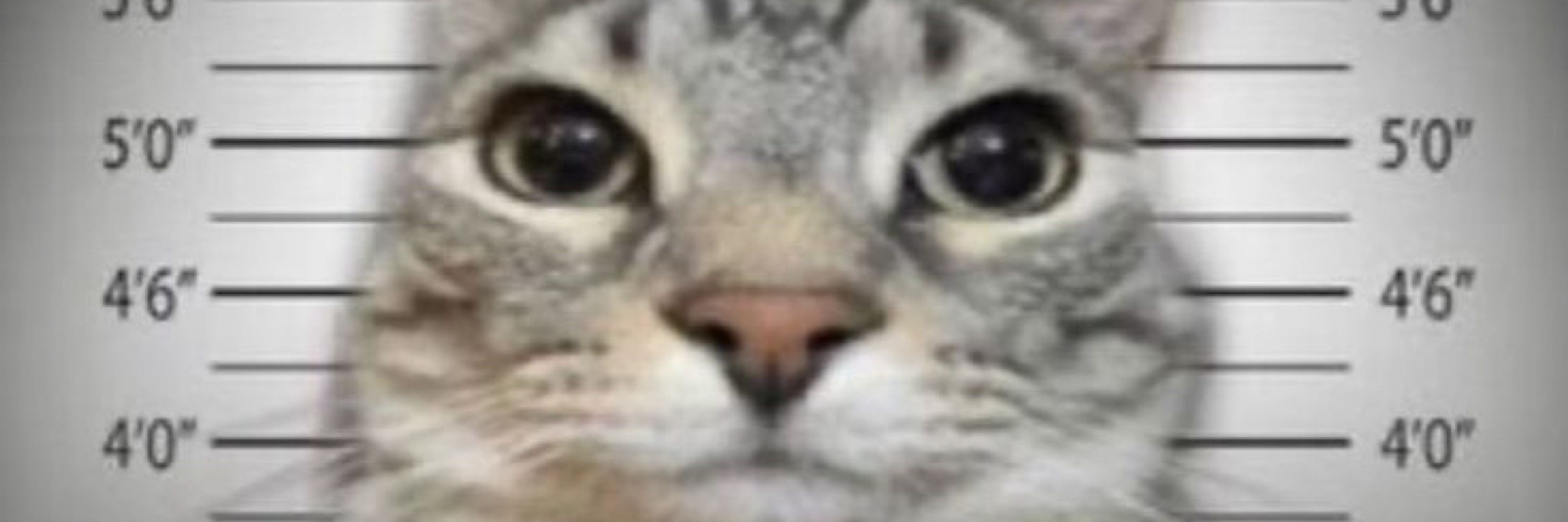 Toddytto