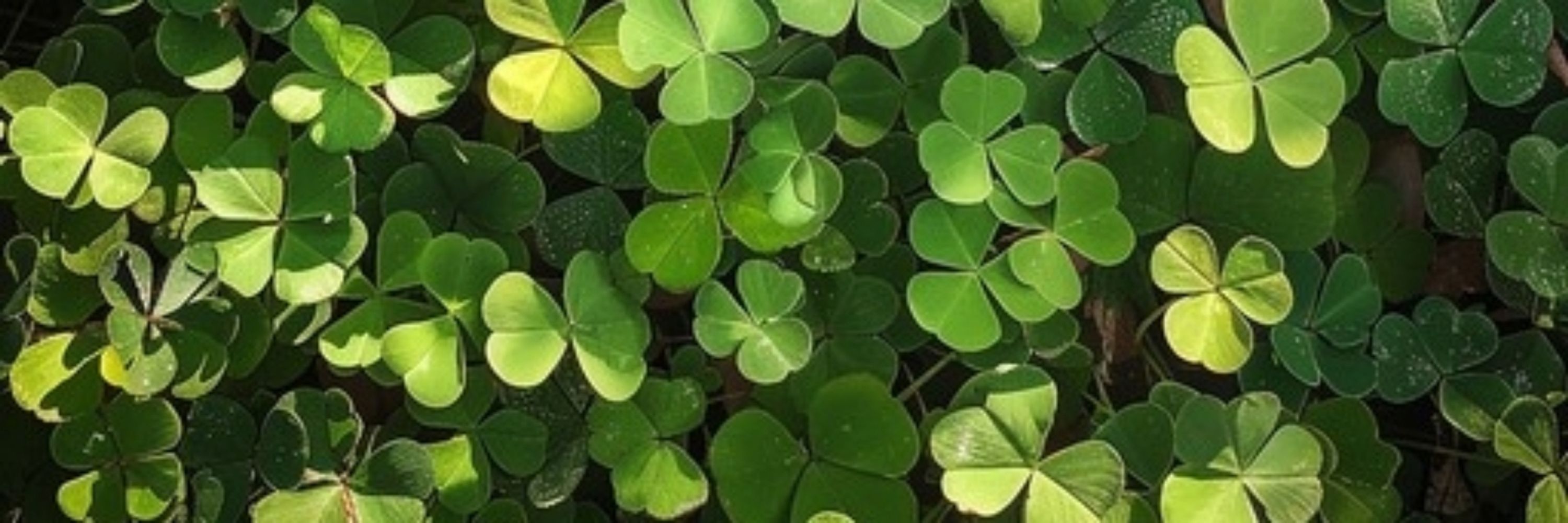 Clover ☘️