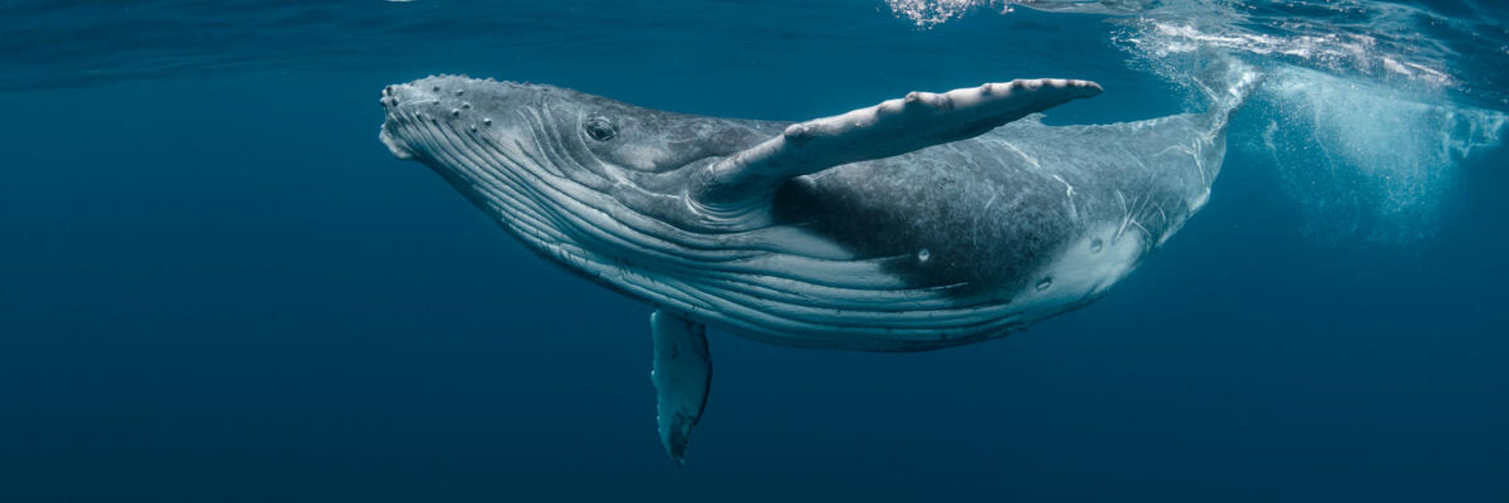 WWF Whales & Dolphins