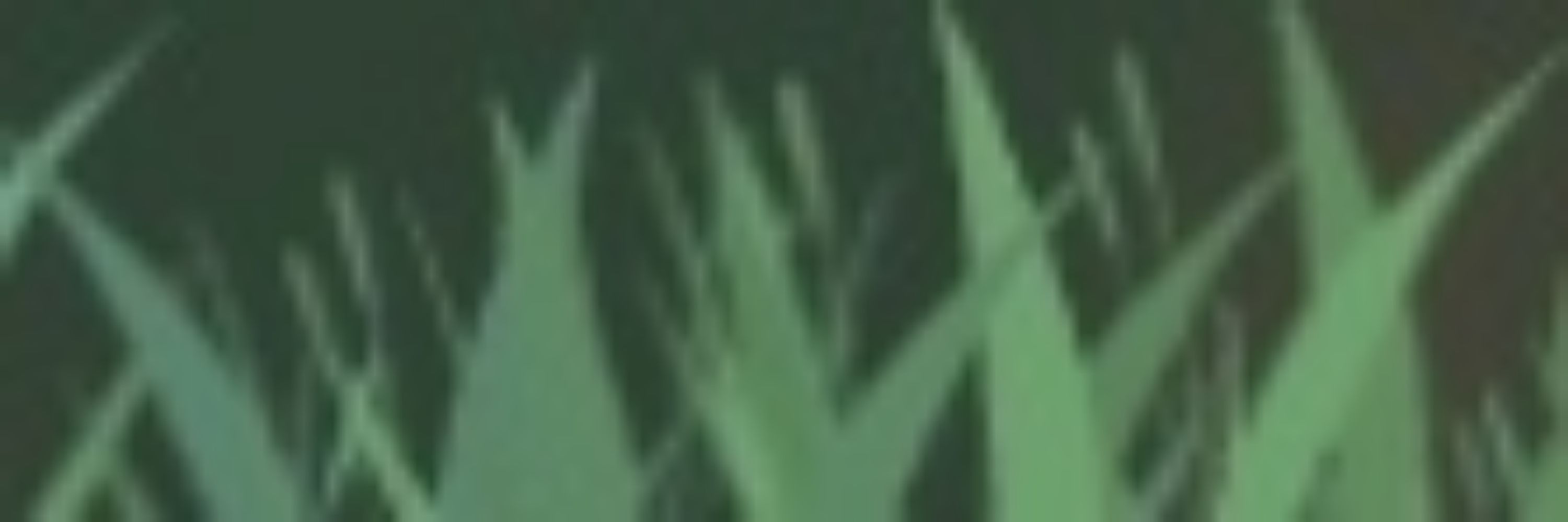 𓃦
