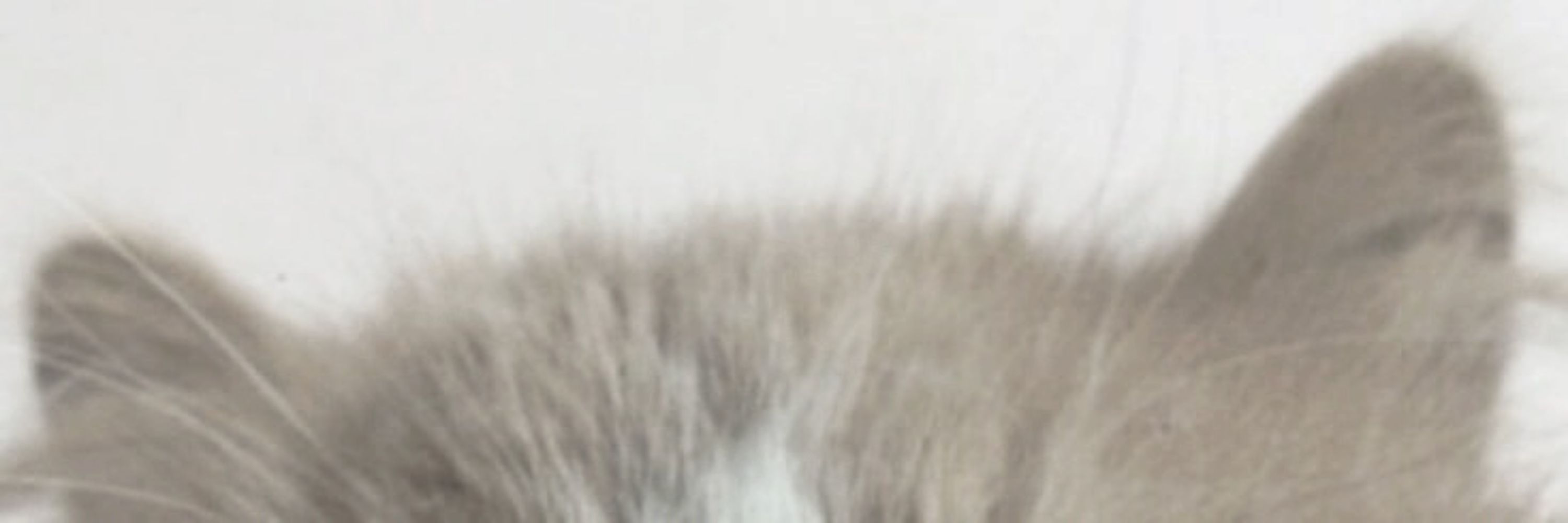 AnMoolMi