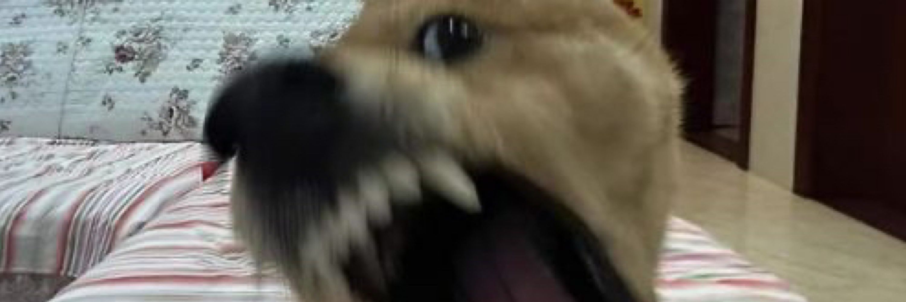 crlhéodynn