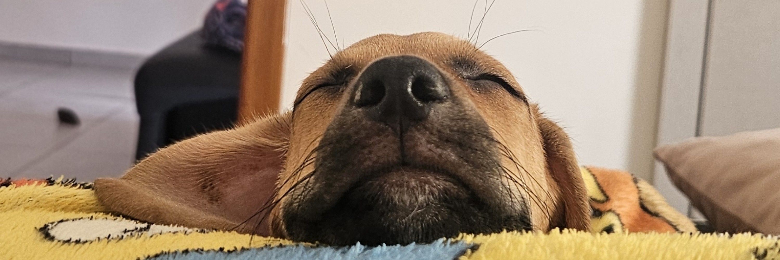 tafaellinha