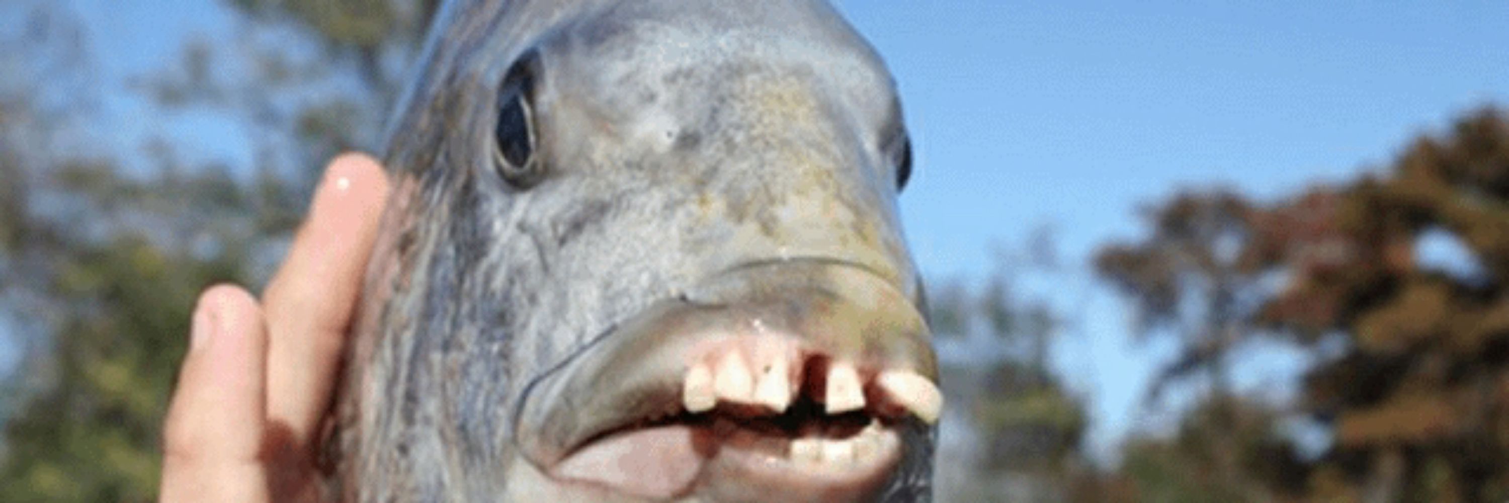 giggleshitter
