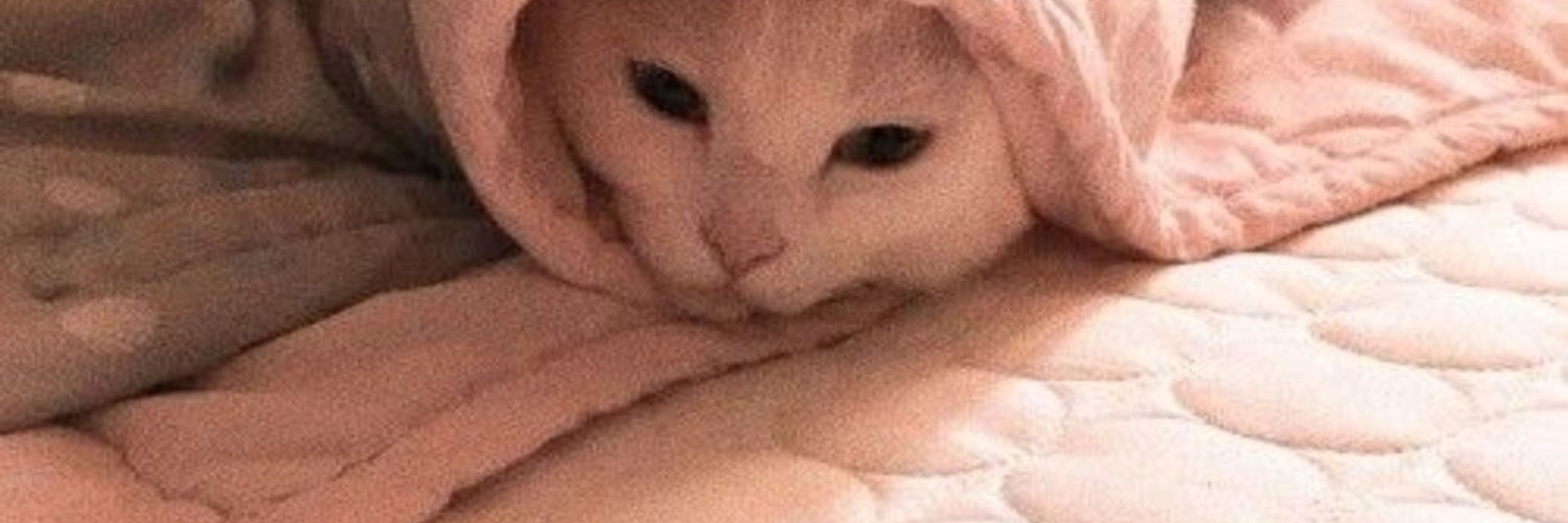 Ju