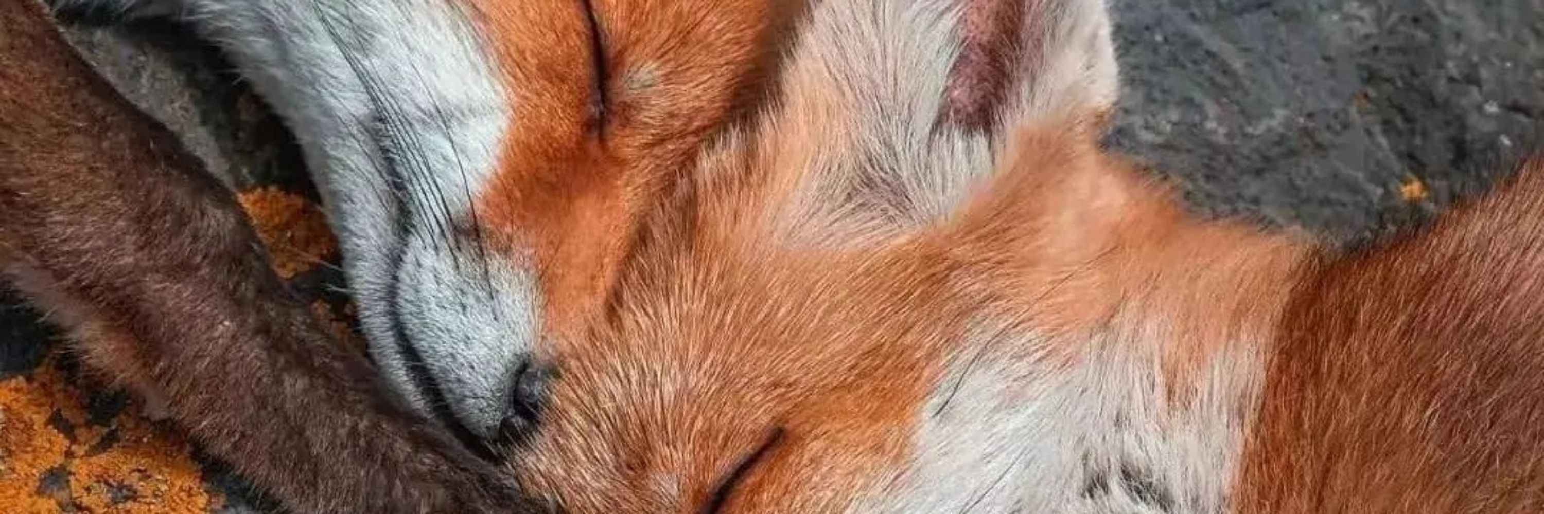 Cayman/Darkcon Fox 