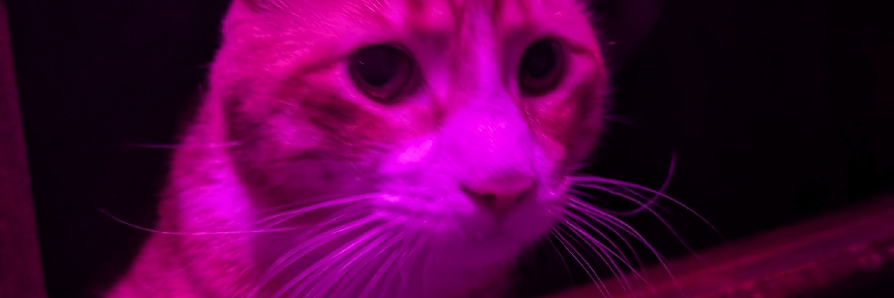 Gaburo