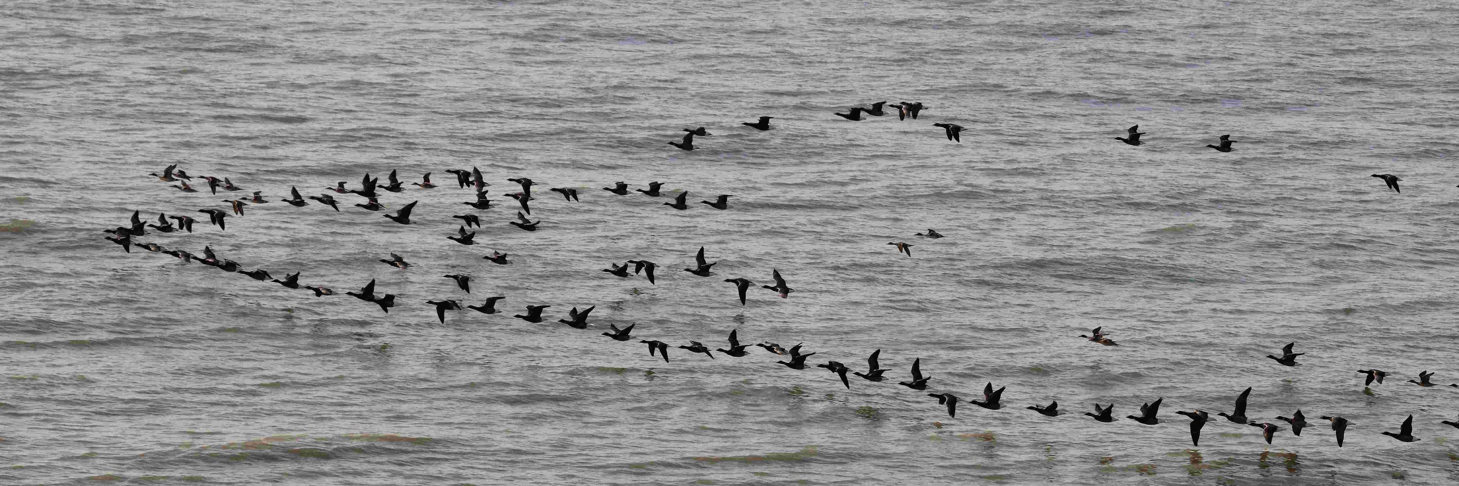 Dungeness Bird Observatory
