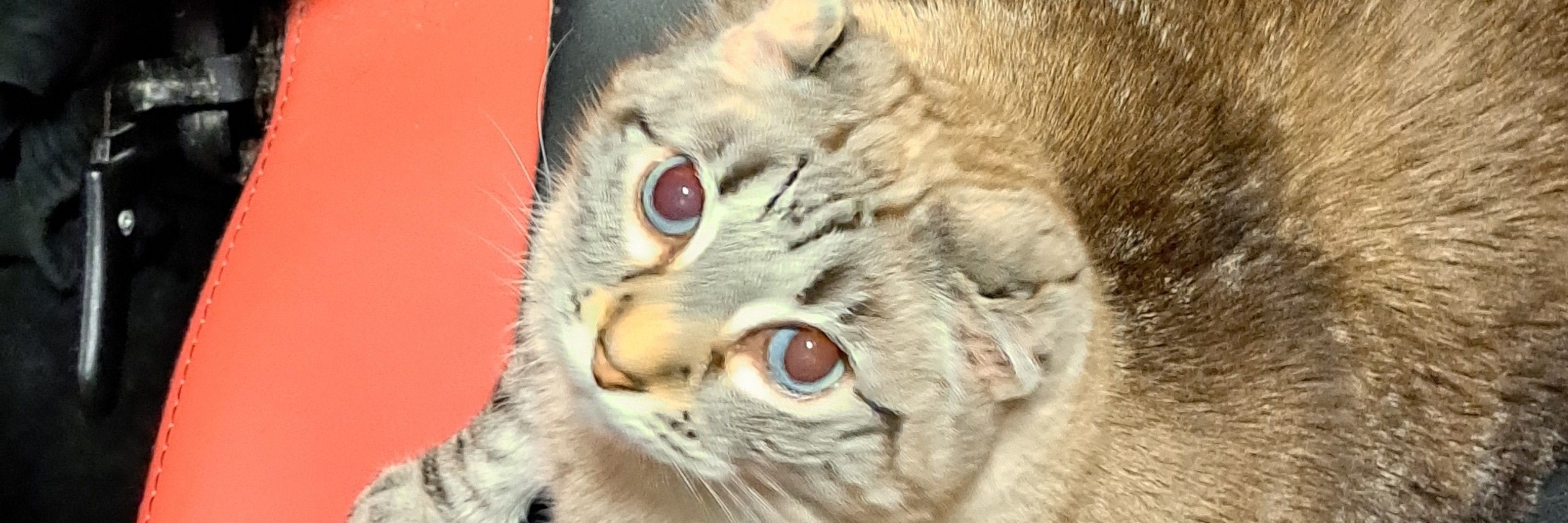 Nick