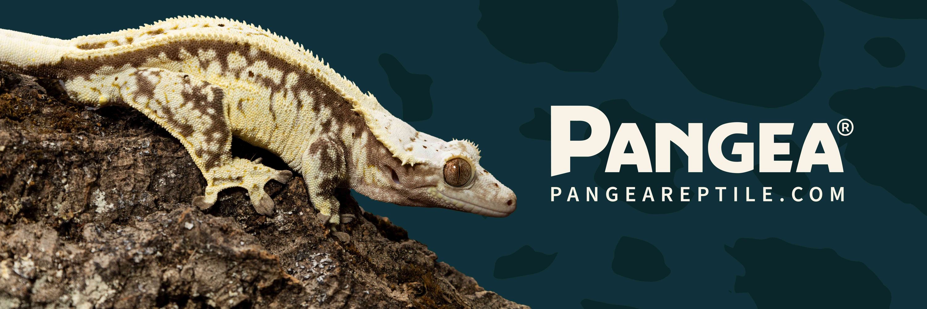 Pangea Reptile