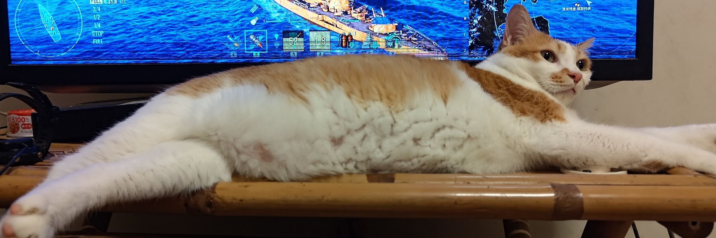 楊晨