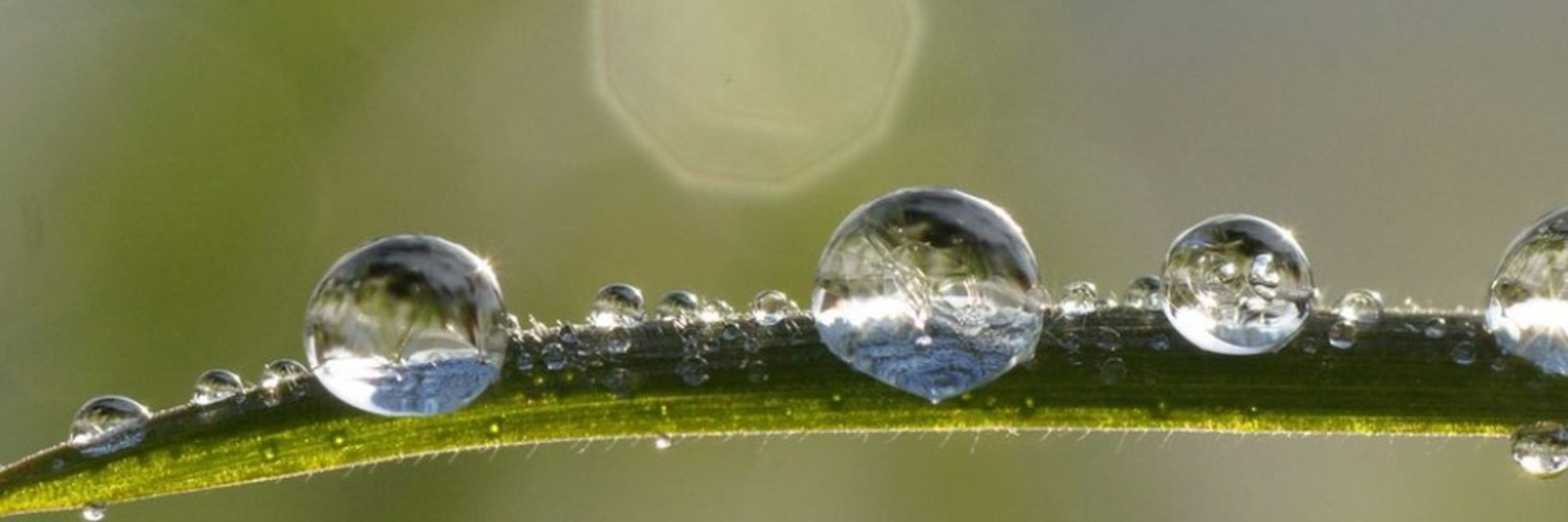 Mimosa ⏚😷🇵🇸
