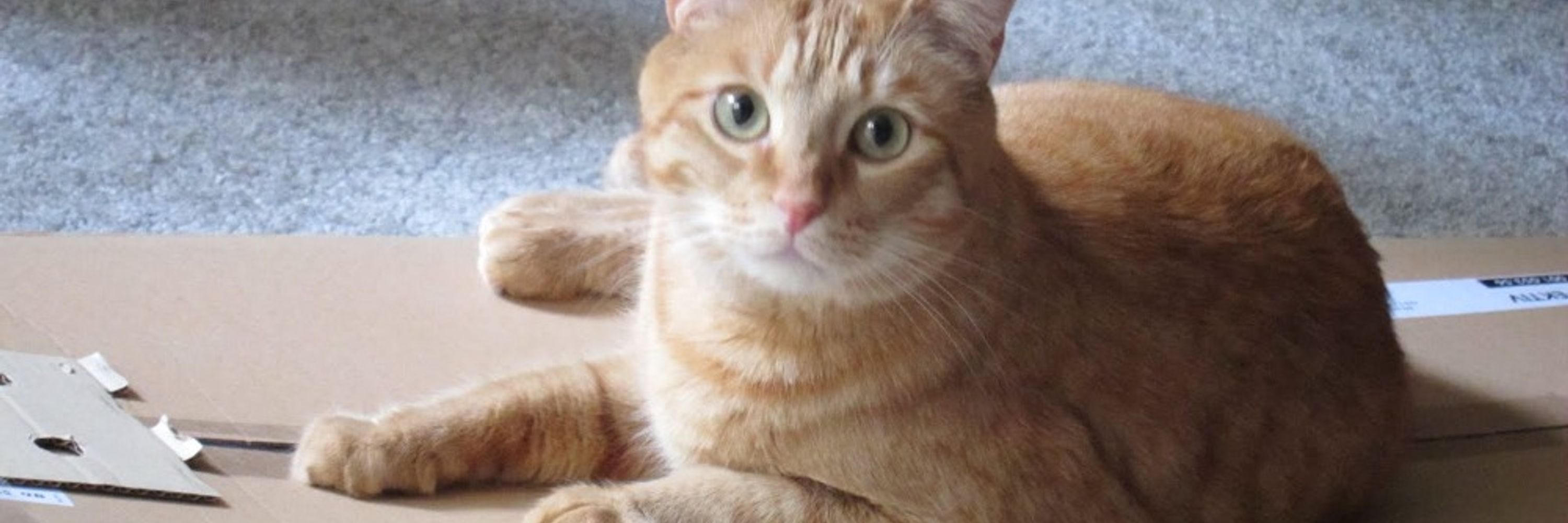 Anjela Bugher (🦑❤️🐈)