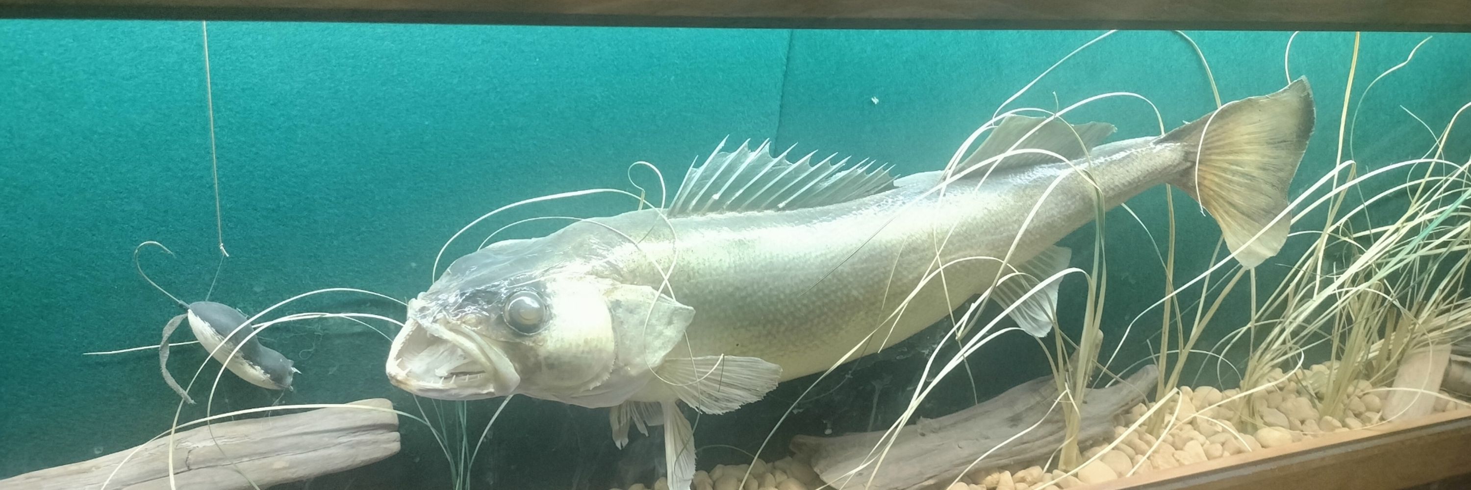 Guudrid