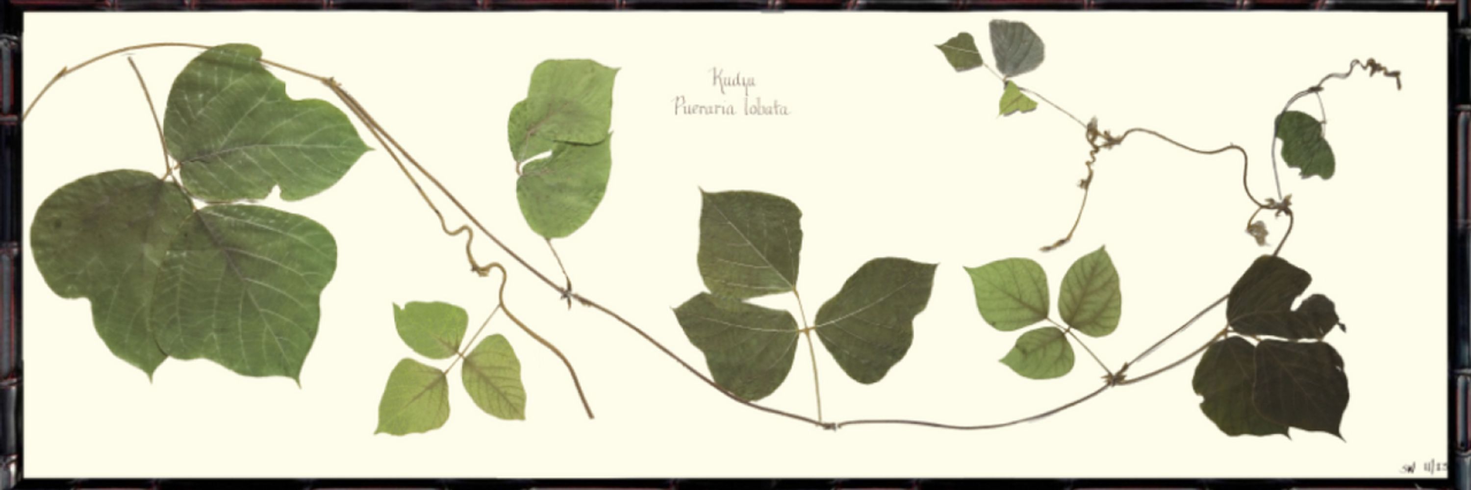 Kudzu Haiku