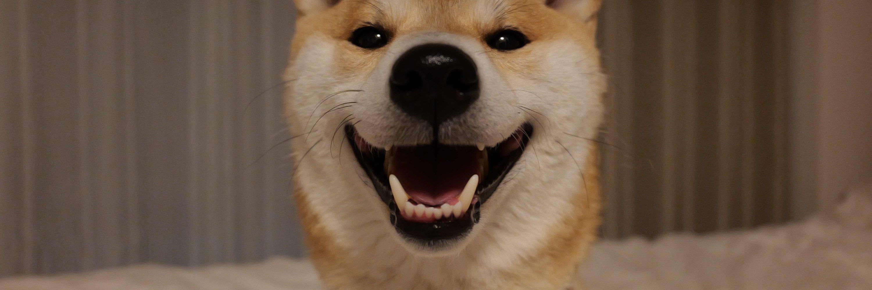 yukisekimi