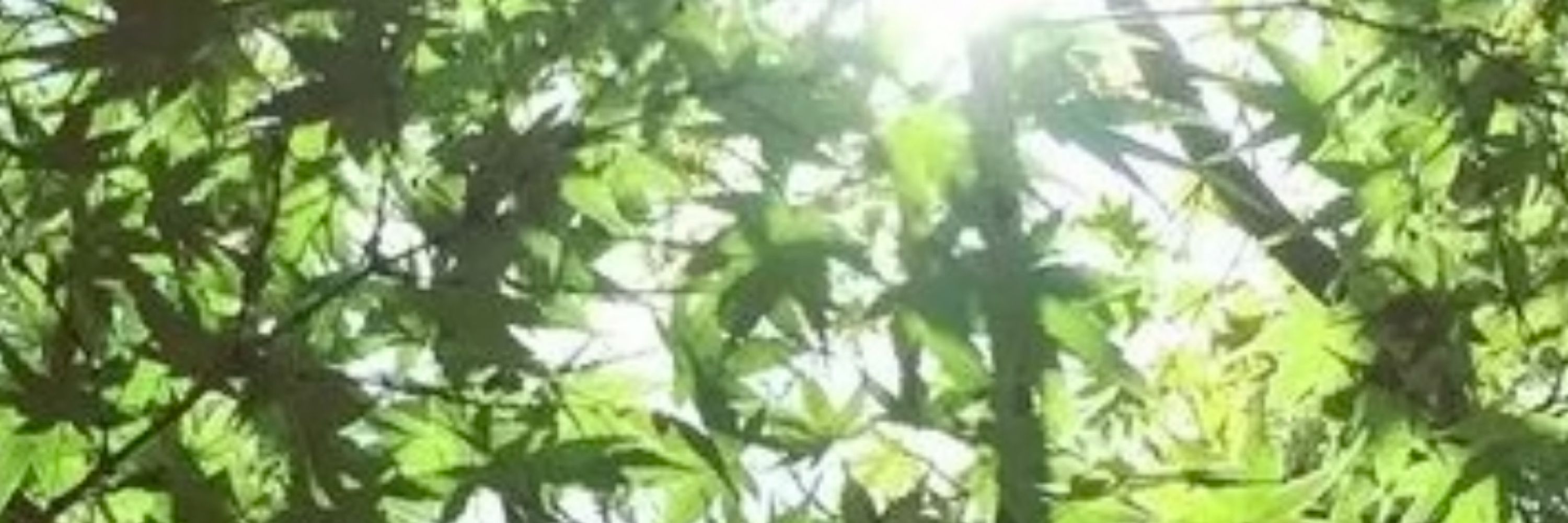 蜜はは時々眠み