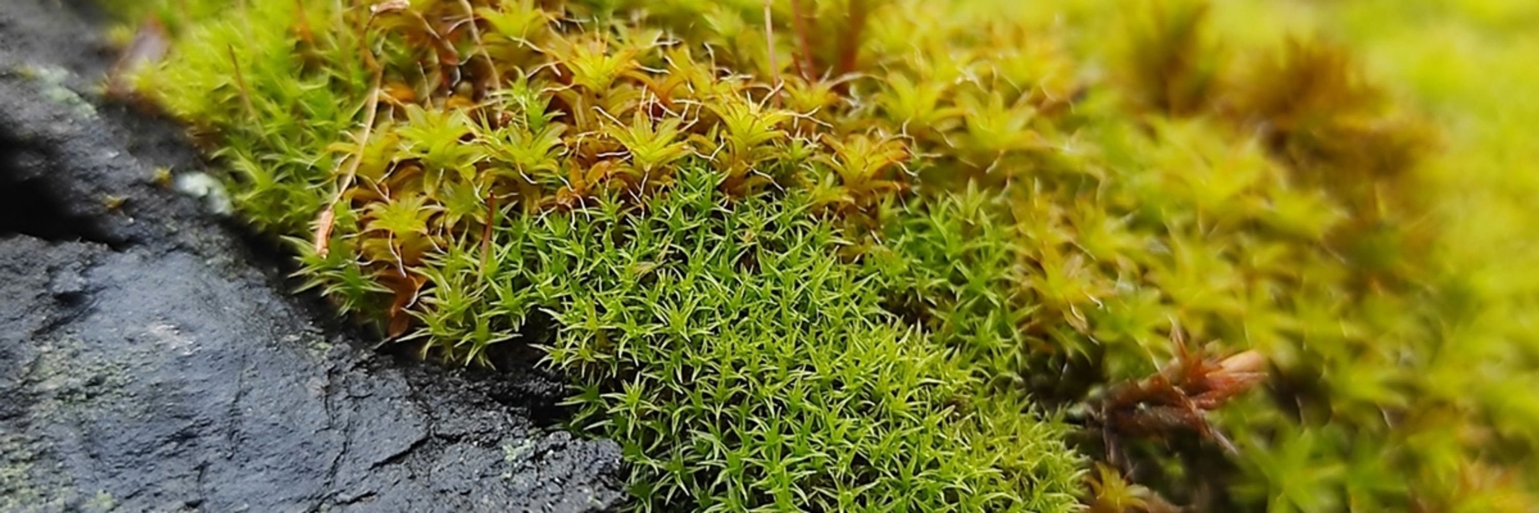 Moss