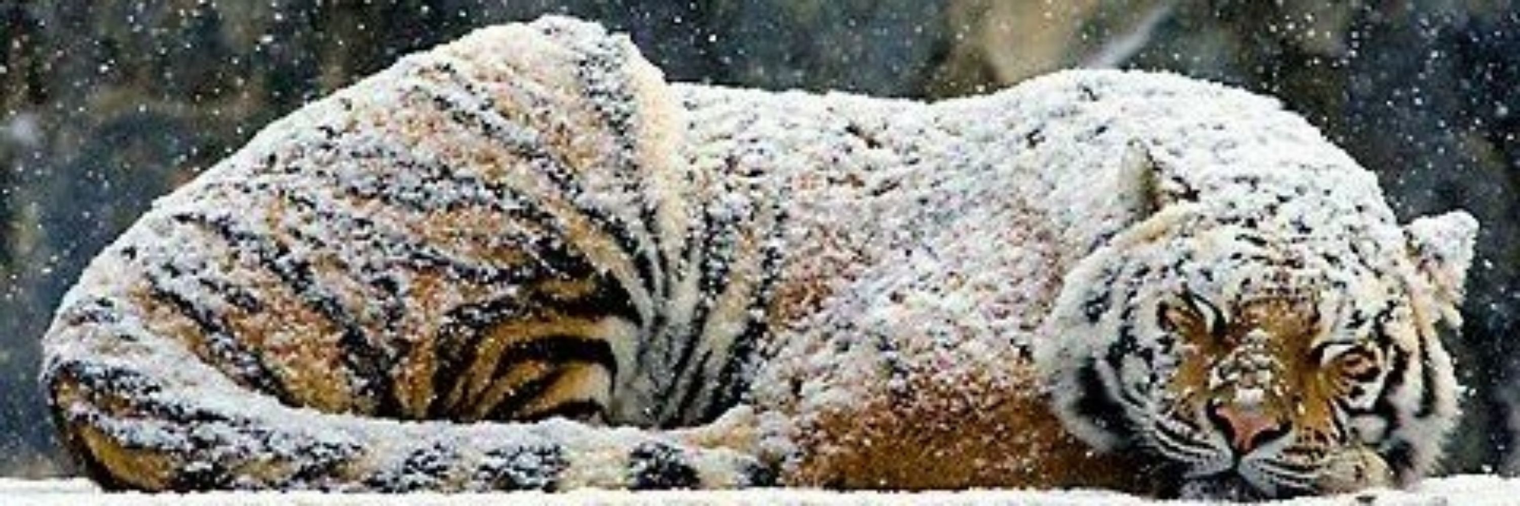[몬덴킨트KR] 道寭 고양잇과 쉬흘라P