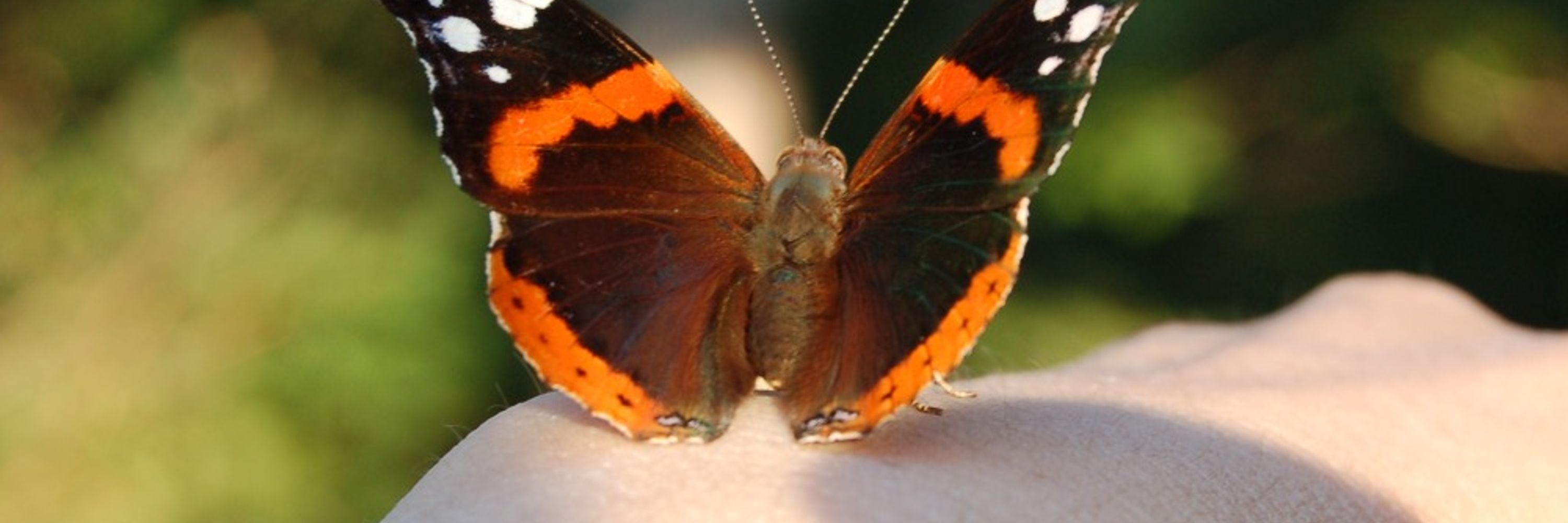 Sonja Denner 🦋