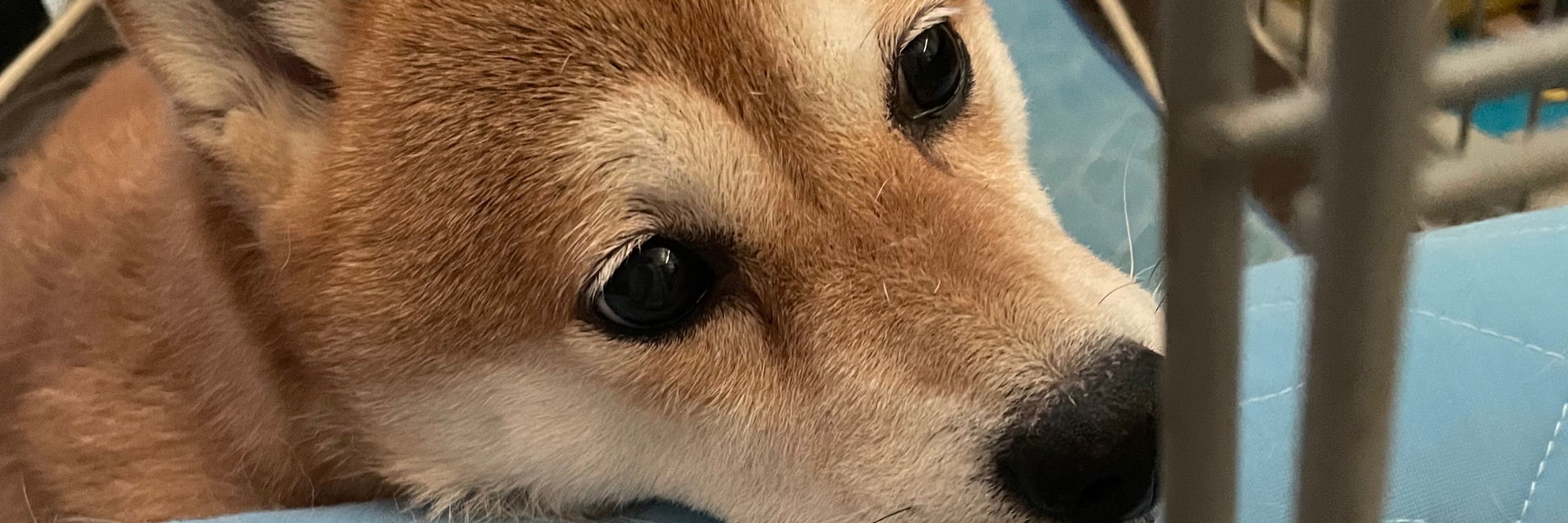 mu-chan