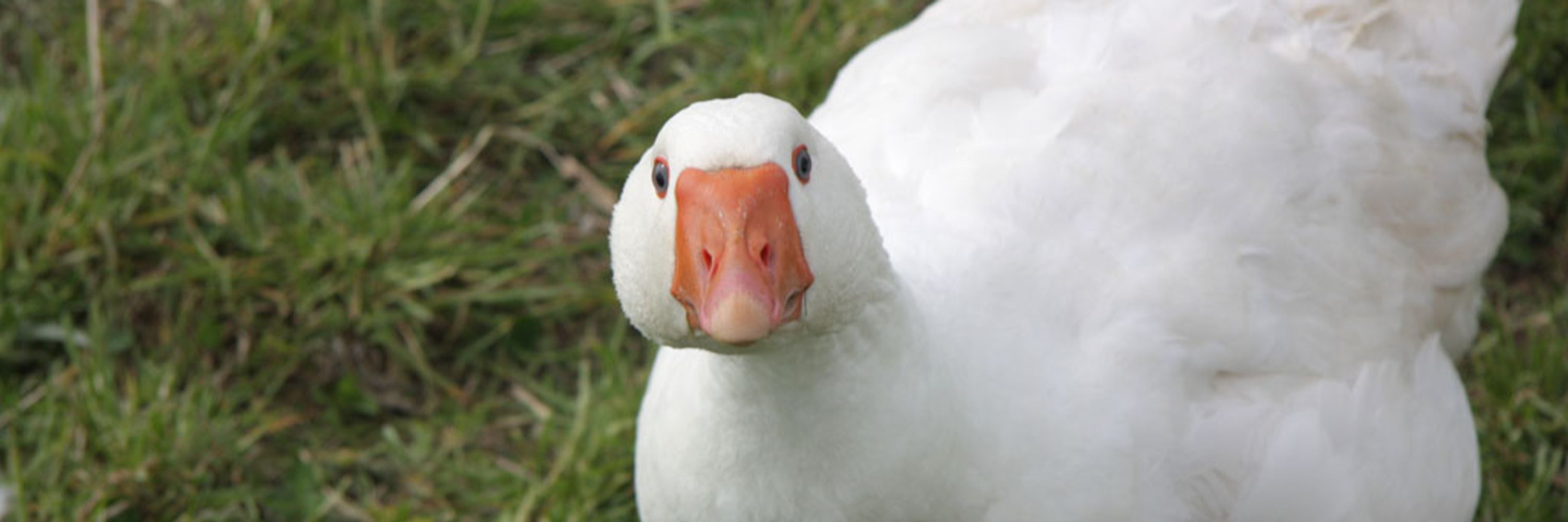 Eugene The Silliest Goose