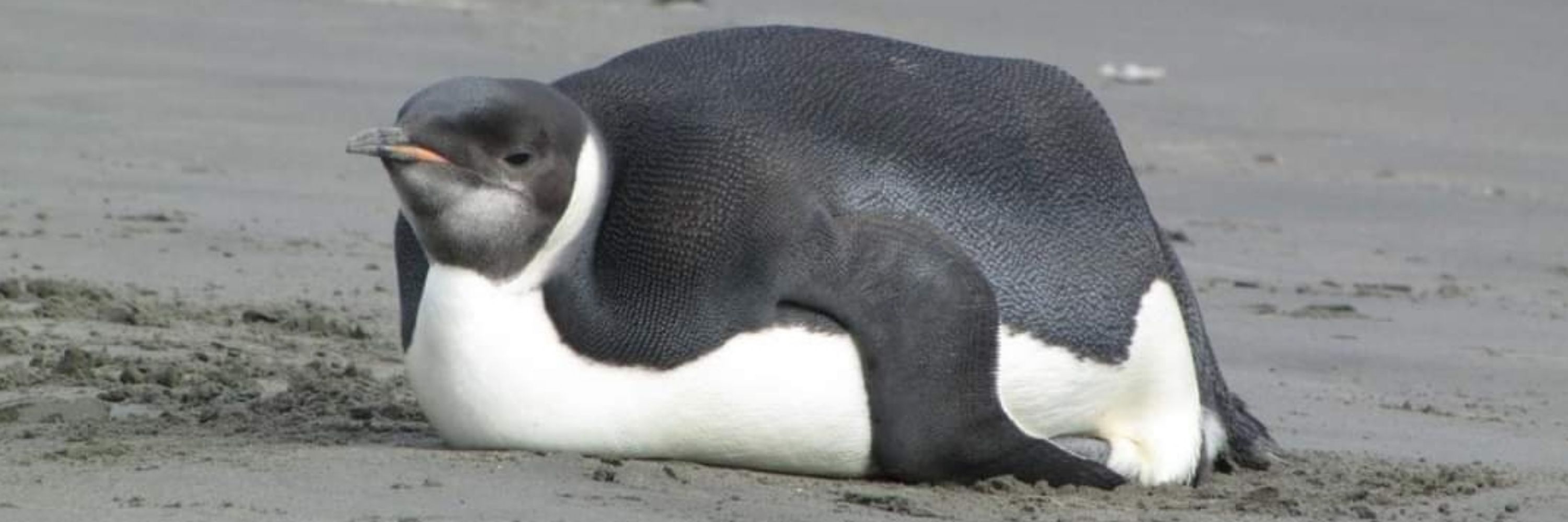 Pinguim Gordo