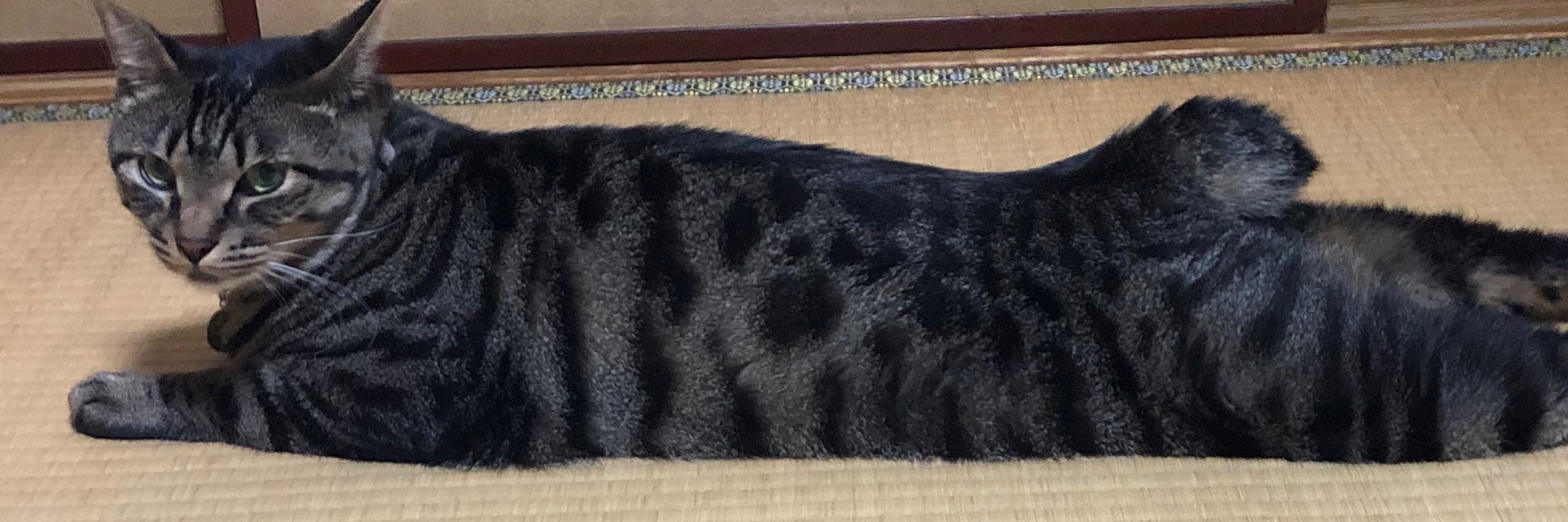 さい