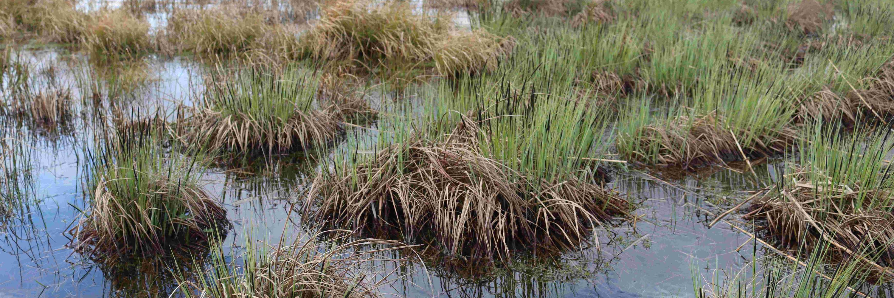 Palustris