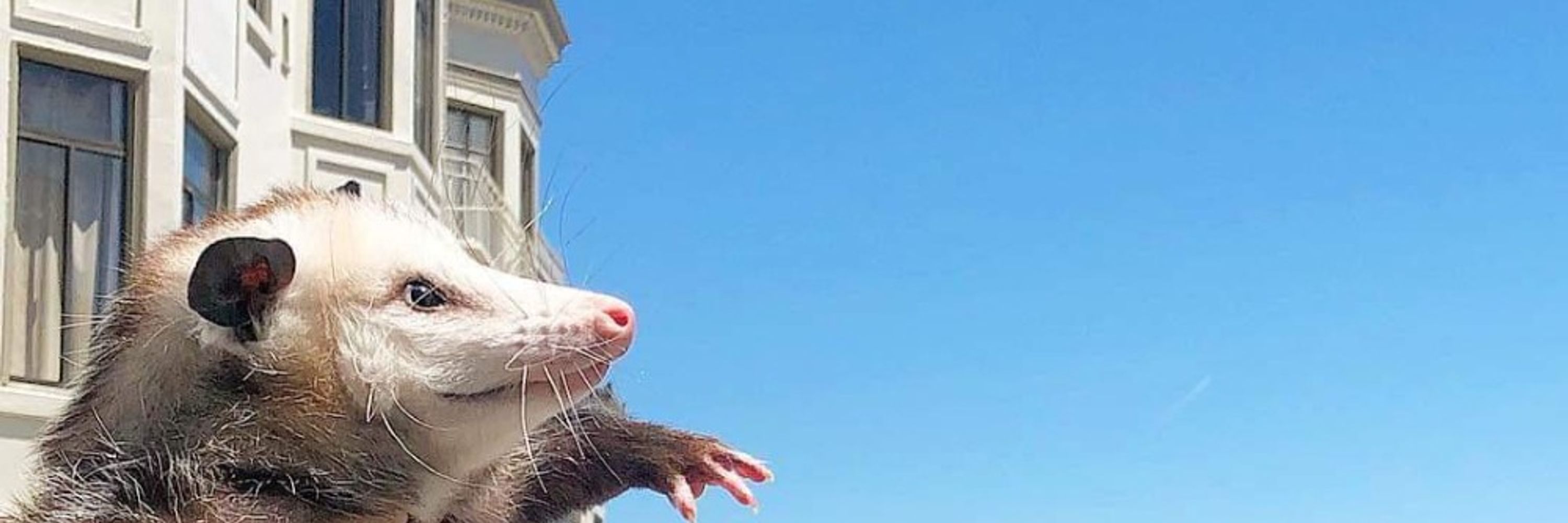 Possum