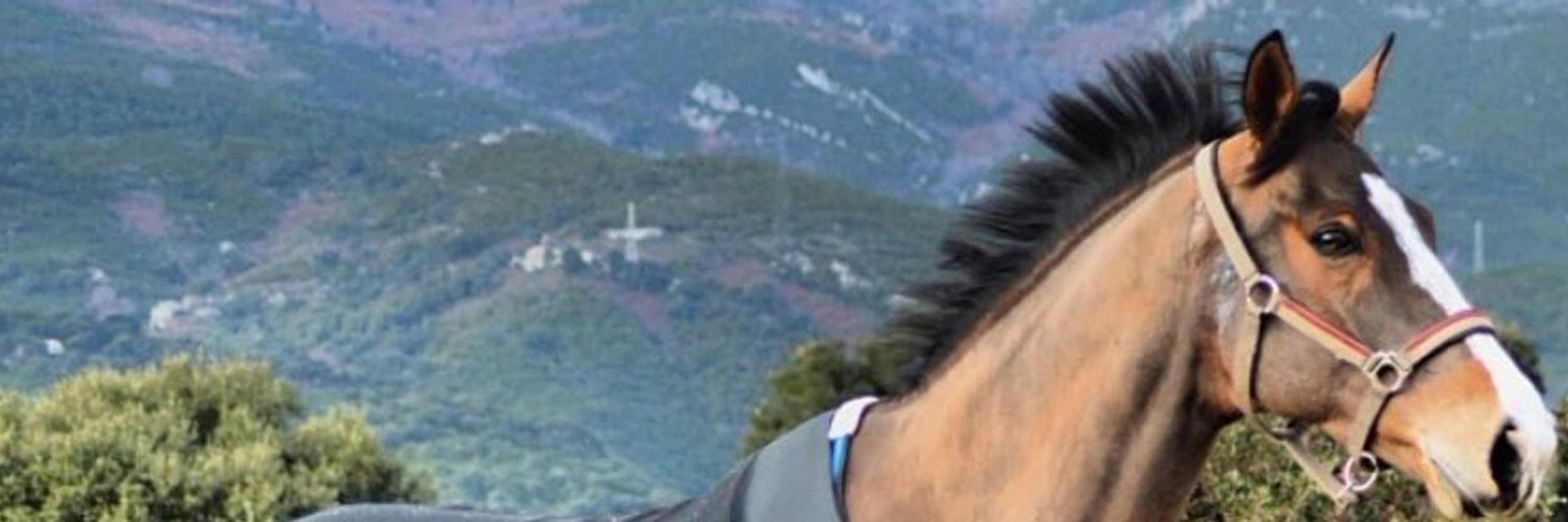Lea Carlotti 🐴