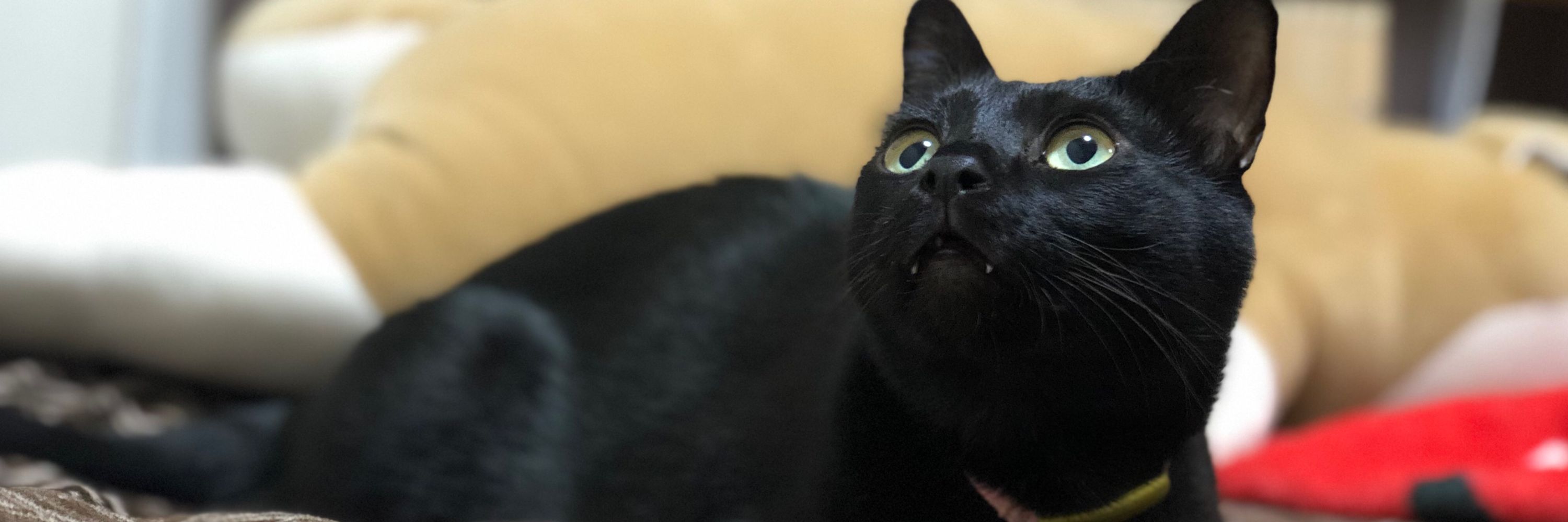 黒猫ジジさん