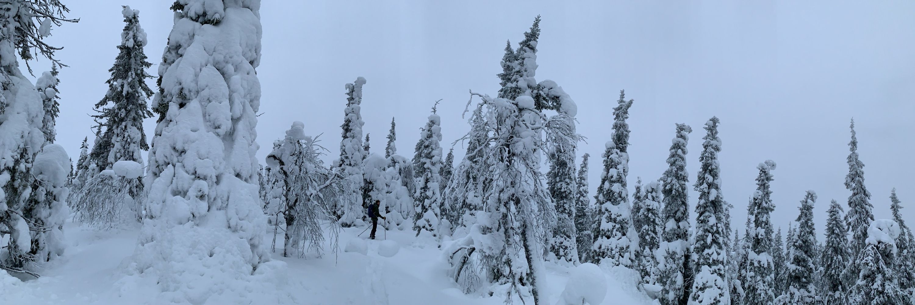 Metsänparta