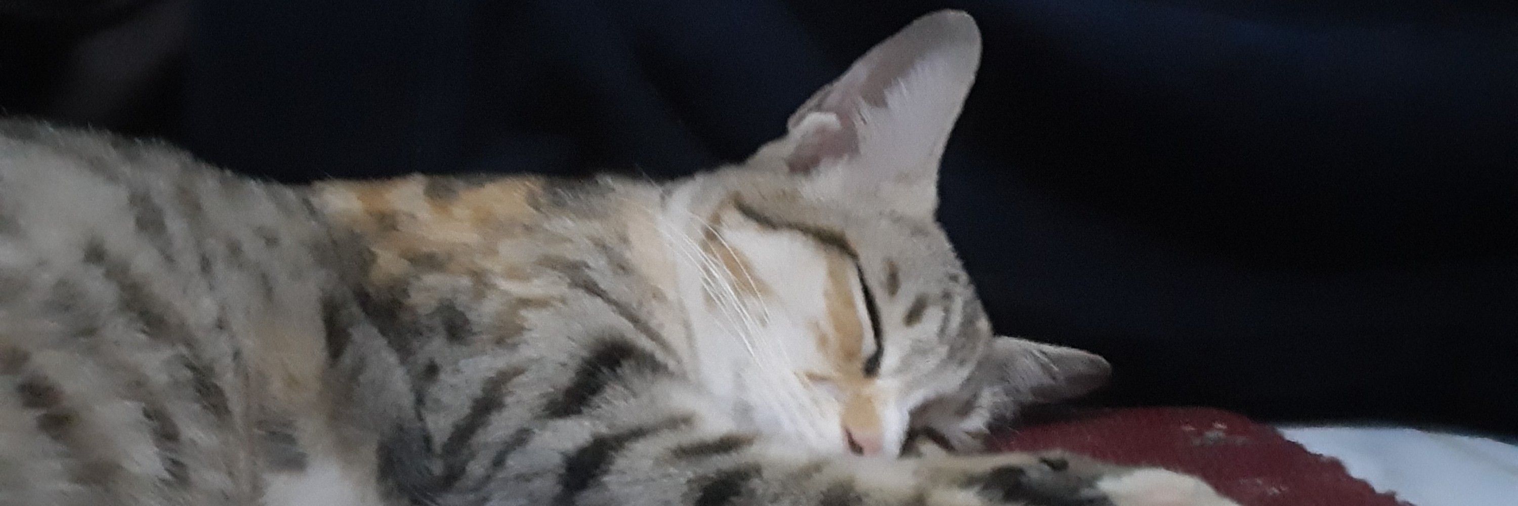 pip