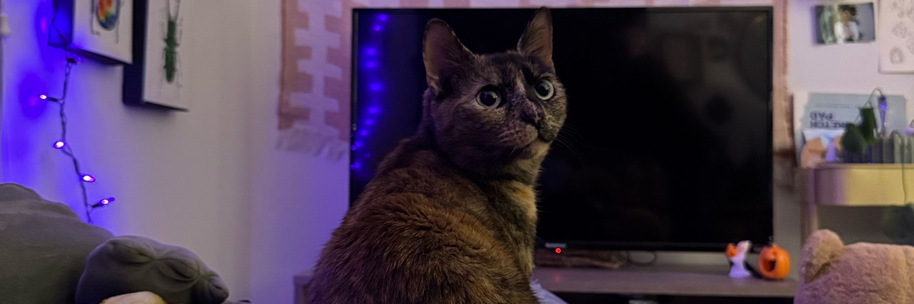 Loafy