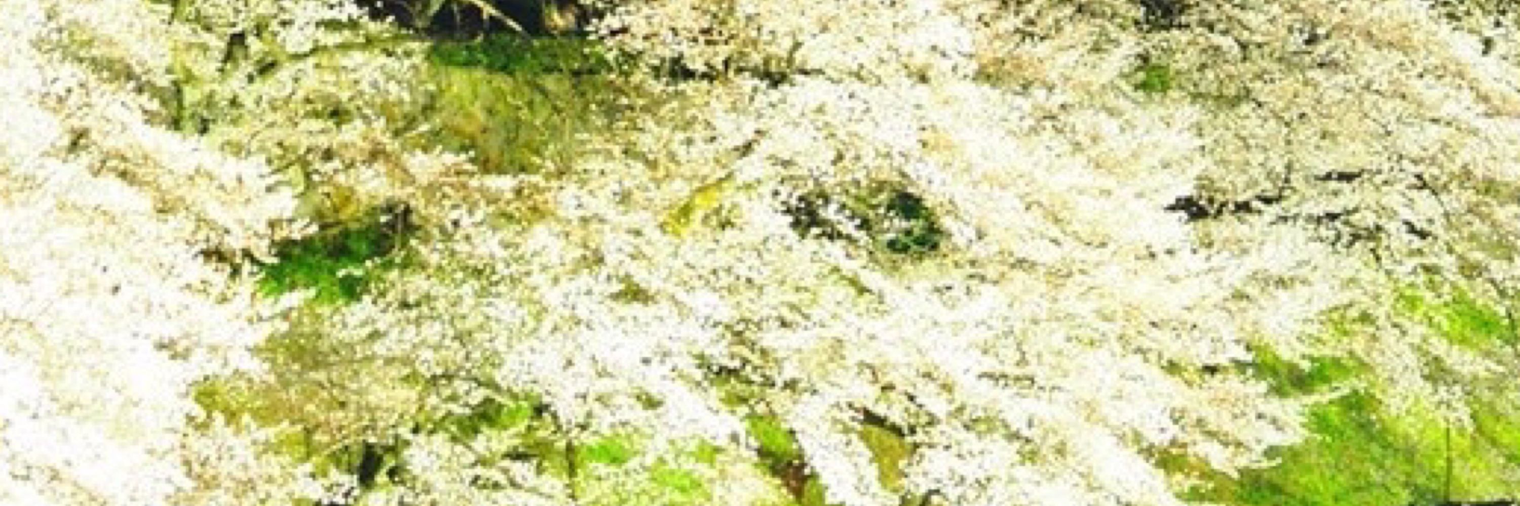 銀