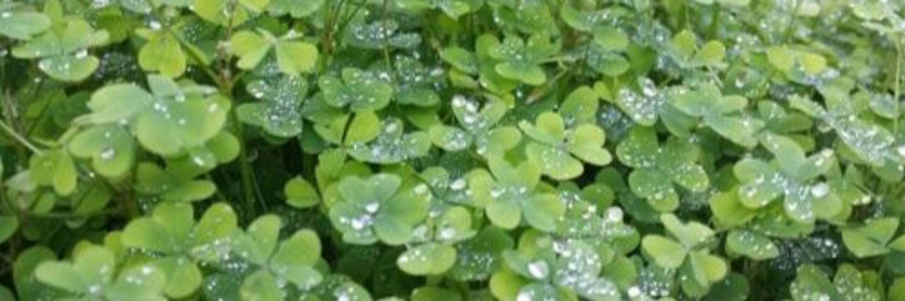 lucky🍀