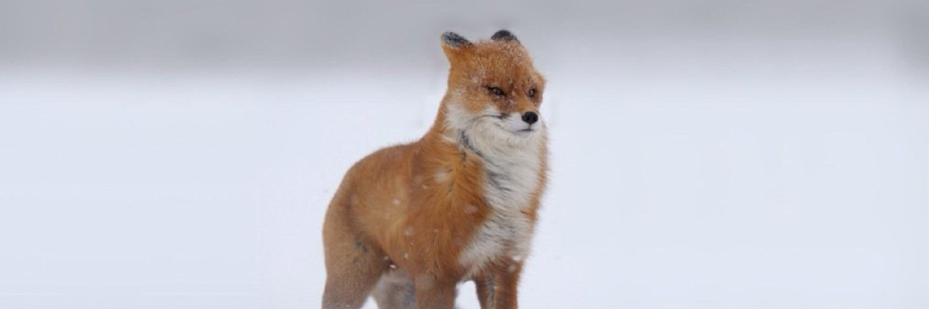 WimdyFox💨