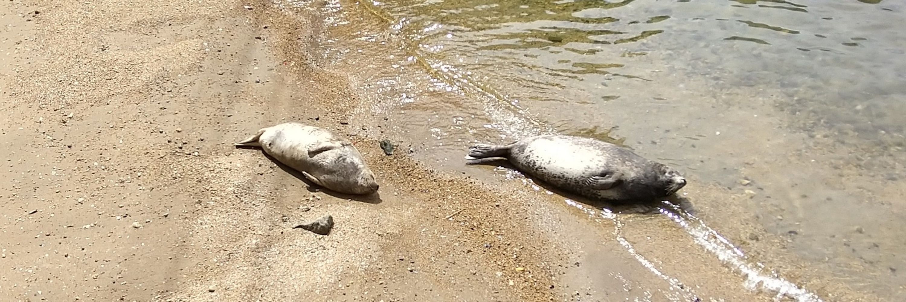 ふにゃろー
