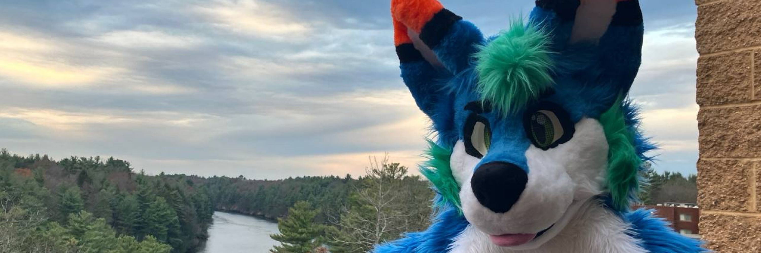 Cobalt the Husky