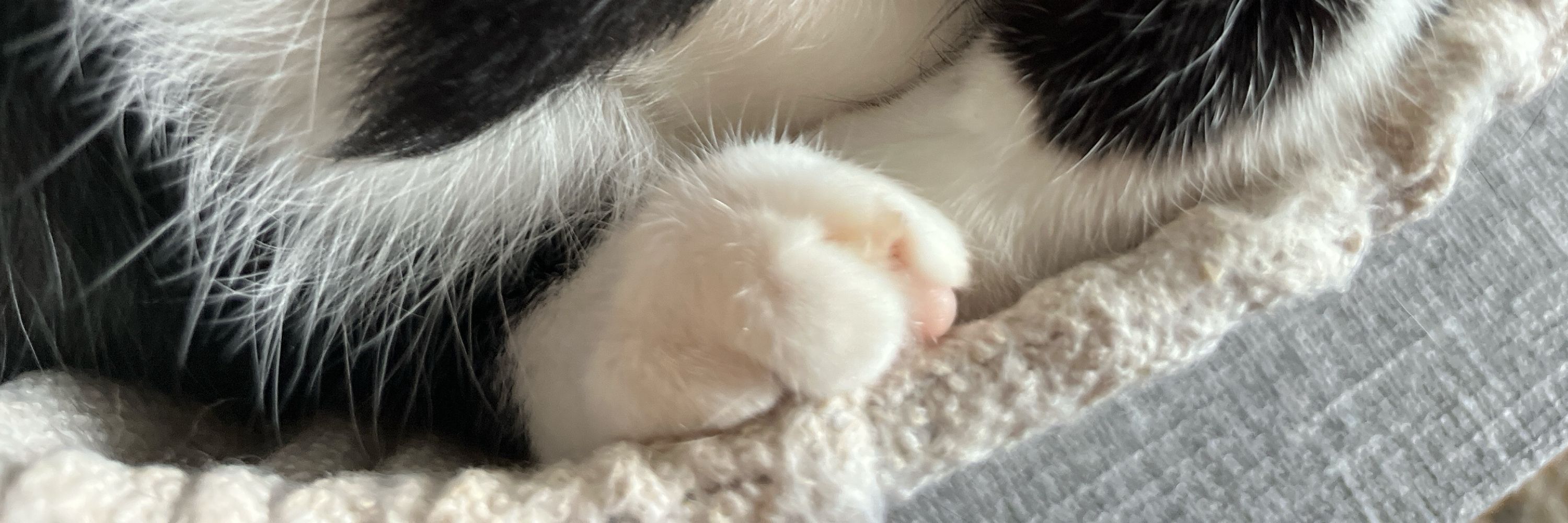 ねこみりん
