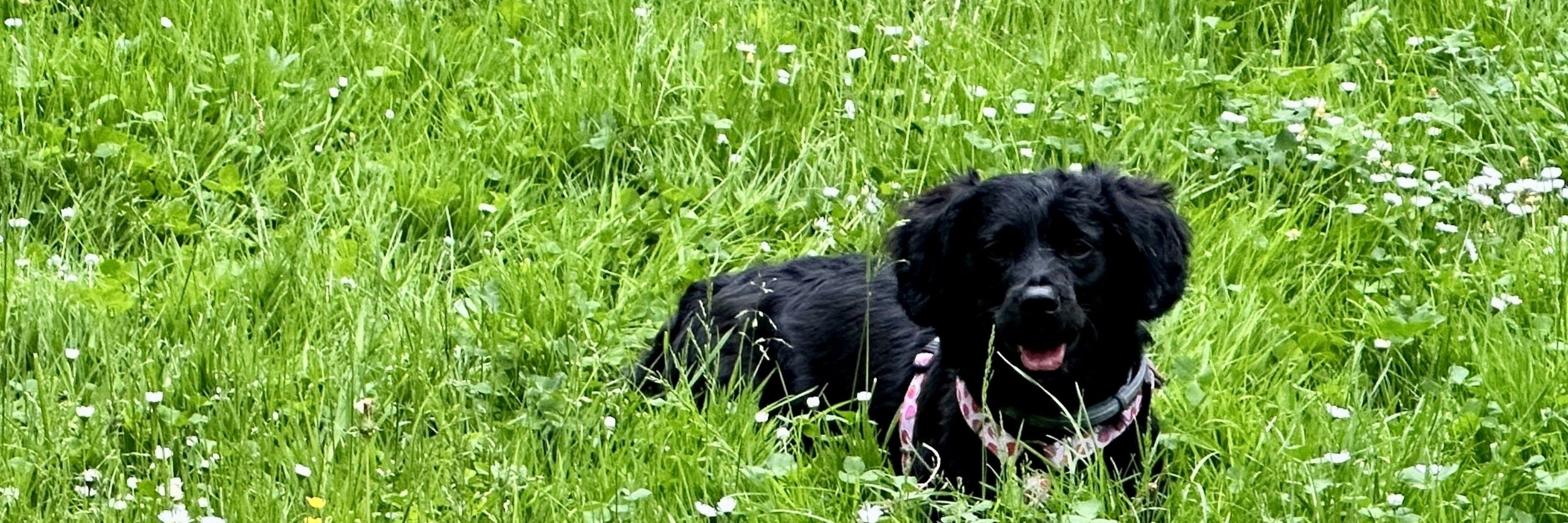 LissyLabrakel 